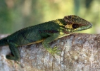 Baracoa Knight Anole