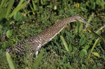 Bare-throated Tiger Heron