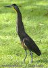 Bare-throated Tiger Heron