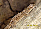 Bark Gecko