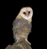 Barn Owl