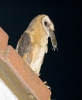 Barn Owl