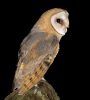 Barn Owl