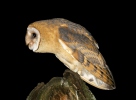 Barn Owl