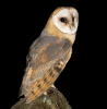 Barn Owl