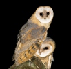 Barn Owl