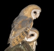 Barn Owl