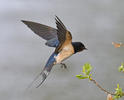 Barn Swallow