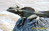 Basiliscus basiliscus