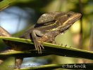 Basiliscus vittatus