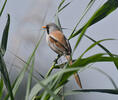 Bearded Reedling