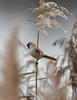 Bearded Reedling