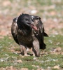 Bearded Vulture