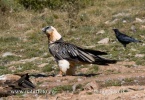 Bearded Vulture