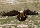 Bearded Vulture