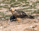 Bearded Vulture