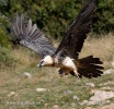 Bearded Vulture