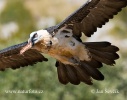 Bearded Vulture