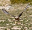 Bearded Vulture