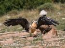 Bearded Vulture