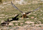 Bearded Vulture