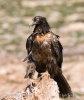 Bearded Vulture