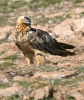 Bearded Vulture