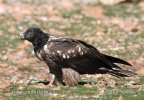 Bearded Vulture