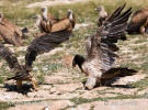 Bearded Vulture