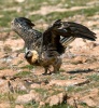 Bearded Vulture