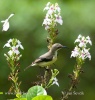 Beatiful Sunbird