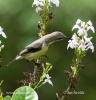 Beatiful Sunbird