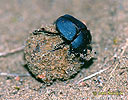 Beetle