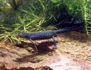 Bergvattensalamander