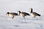 Bernacle Goose