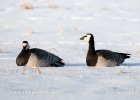 Bernacle Goose