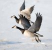 Bernacle Goose