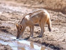 Black-backed Jackal