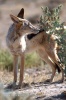 Black-backed Jackal