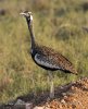 Black-bellied Bustard