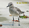 Black bellied Plover