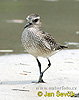 Black bellied Plover