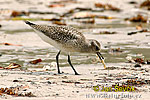 Black bellied Plover