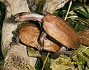 Black-breasted leaf Turtle