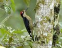 Black-cheeked Woodpecker