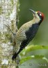 Black-cheeked Woodpecker