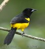 Black-cowled Oriole