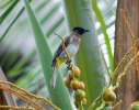 Black-eyed Bulbul