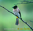 Black-eyed Bulbul