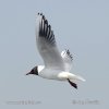 Black-headed Gull